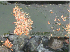 Hydrogen sulfide accumulation in a shrimp pond